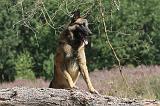 MALINOIS 070